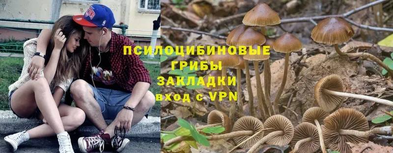 это какой сайт  хочу   Чита  Галлюциногенные грибы Psilocybe 